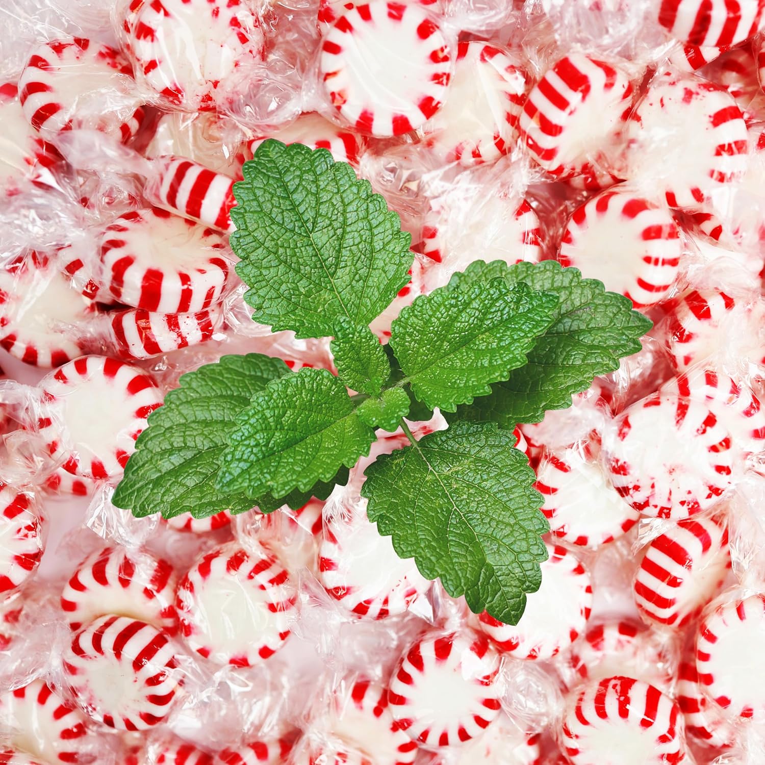 Starlight Peppermint Candy Bulk - 5 Pound - Individually Wrapped Holiday Mints