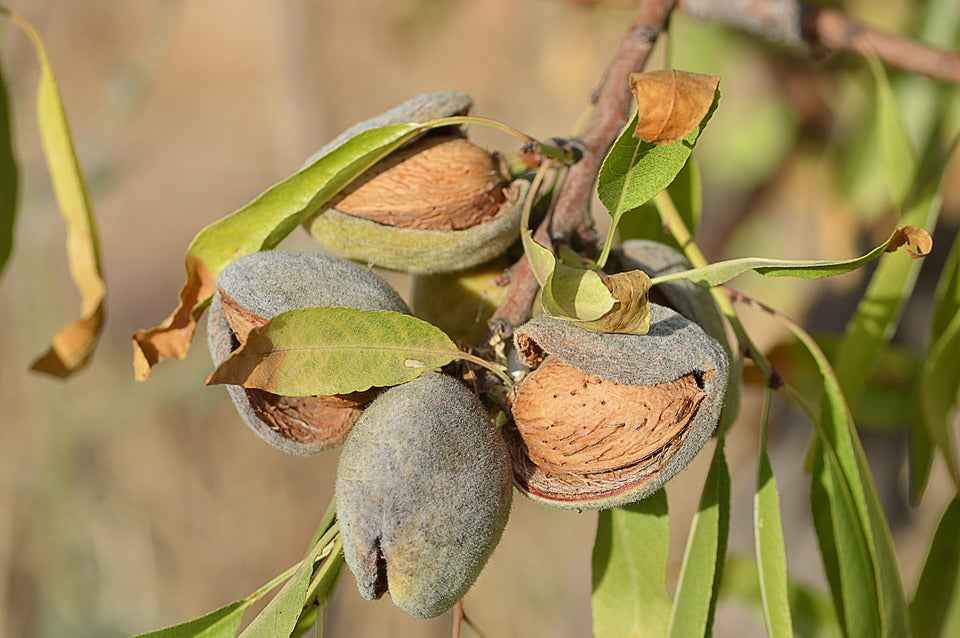 Anna and Sarah Raw California Almonds